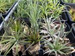 Tillandsia Mix - 6 Plants - Indoor Air Plant for House Vivarium Terrarium