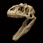 Allosaurus Skull Replica Dinosaur Skull Fossil Jurassic Predator
