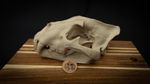Life Size Lion Skull Replica – Realistic 3D Printed Bone Model
