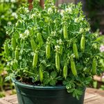 10 Hardy Winter Dwarf Garden Pea Seeds UK Early Feltham First Heirloom Vegetable