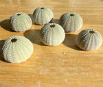 Set of 3 Natural Sea Urchin Shells