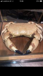 Replica Guernsey Mud crab 1971