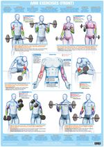 Biceps Arm Muscles | Bodybuilding Poster | Weight Training Chart  
