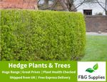 Green Privet garden hedge plants ligustrum evergreen hedging  8 sizes to choose