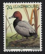 Common pochard Duck Bird Buzin Luxembourg 2000 MNH SG#1537 MI#1504