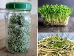 Organic Broccoli Sprouting Seeds 3,300+ | Microgreens | Same Day Dispatch