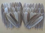50 Cock Pheasant Wing Feathers 5.5" - 7" - UK Sourced