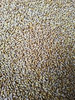 Malting Barley 10kg Bag (Farm Direct)