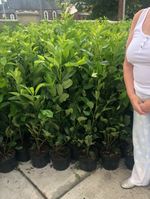 5 Cherry Laurel Hedging Evergreen Plants Fast Growth 3-4ft Large 4 Litre Pots