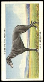 Ogden's - 'Champions of 1936' (1936) - Hand Grenade (Greyhound Racing)
