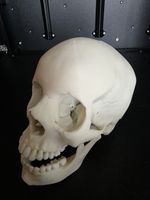 Realistic Human Skull 3D Printed Bone Colour Gothic Decor Anatomy Display