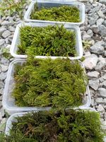 Live Fresh Moss tub – Natural Carpet Moss for Terrariums, Bonsai, Ponds & Garden