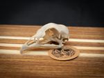 Life Size Chicken Skull Replica – Realistic 3D Printed Bone Model Display