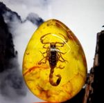 Scorpion Polybern (Amber) Variety with Inclusion Scorpion 250 Million BC