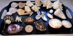 30 mixed Natural sea shells 1.6 kilos Aquarium Craft Wedding Table decoration