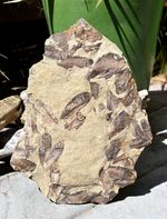 Fossil Eocene Knightia Fish Mass Mortality Plate Green River Formation, Wyoming