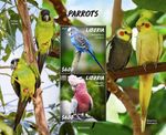 PARROTS & Parakeets / Budgie Birds Stamp Sheet #81 (2020 Liberia)