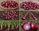 Red Baron over wintering Onion Sets - 2026 Stock 80, 100, 200, 300. Top quality.