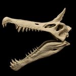 Spinosaurus Mirabilis Skull Replica NEW Crested Spinosaurus Dinosaur Fossil