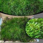 Live Carpet Moss for Terrariums Mossariums Vivariums | 20cm x 15cm