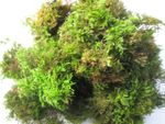 4L Fresh Live Moss | Green Feather Moss for Bulbs, Pots, Indoor Plants Terrarium