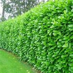 50 Cherry Laurel Evergreen Hedging Plants Fast Growing 2-3ft Large 1 Ltr Pots