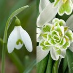 Galanthus Gardens® 50 Single & 50 Double Snowdrop Bulbs IN THE GREEN