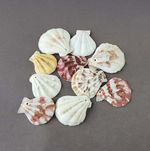 Drilled Scallops Craft Shell, Strawberry Fans Beach Shells, Drilled Seashells 