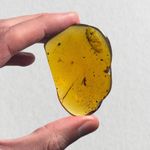 WASP in Burmese / Burmite amber fossil / 100% genuine amber 