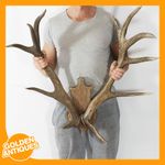 Large Red Deer Stag 12-Point Antlers Interior Decor Taxidermy Wall Mounted Plaqu