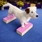 Handcrafted Dog Training Stacking Blocks: Dog Agility, Show Conformation
