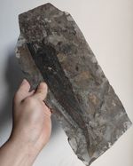 Big Ancient Fish Fossil Slab, Well‑Preserved Fish Skeleton Fossil Rock Sample