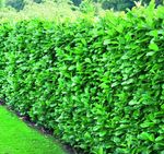 25x Cherry Laurel Hedging Evergreen Trees 1-2ft in Pots By Direct Plants