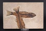 2 Mioplosus Fossil Fish Fossil Lake Green River Fm Wyoming WY COA 11979