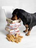 Himalayan Yak Milk Dog Chews Box of 10 | Natural Long Lasting Dog Chew S-XL