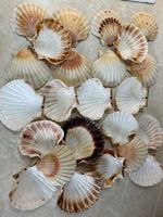 Natural Scallop Shells – Set of 24 (10–13cm) – Arts, Crafts & Décor