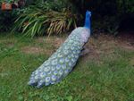 VIVID ARTS PEACOCK, Real Life Series, Home or Garden, Large Size B. 53cm. 