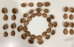 WALNUT Shells Empty (48 halves) 🌲ART CRAFT CHRISTMAS WREATH🌲Organic Homegrown