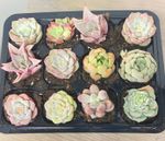 12 pcs Baby Succulents with Nursery Box and Soil, DIY Succulents New Starter Kit