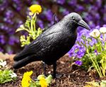 Garden Decoy Crow Repeller Pest Control Outdoor Black Bird Scarer Realistic
