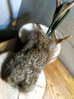 Handmade Gundog Training Rabbit Fur Dummy 125g Strong, Durable, Washable