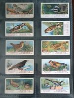 OGDEN,      BRITISH BIRDS,  FULL SET OF 50, CARDS IN SLEEVES,     1905