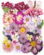 15 Types 37Pcs Purple Dried Pressed Flowers for Resin Molds,Yoothbro Real Natura