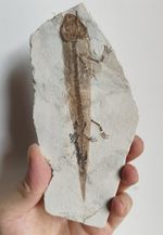 Fossil Salamander Specimen, Ancient Amphibian Fossil On Shale Matrix