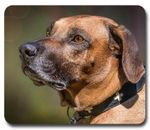 Rhodesian Ridgeback Dog Purebred ~ Mouse Pad / PC Mousepad ~ Home Office Gift