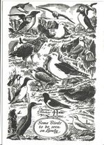 LUNDY  POSTCARD -Birds of Lundy