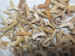 Lot Of 100+ Fossil Wholesale Shark Teeth Morocco Bulk