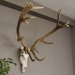 Kapitales 18 Ender Red Deer Antlers Height 124cm With Whole Nose Full Upper Jaw
