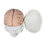 Human Skull Model Educational Human Head Skull Model White for Medical Students