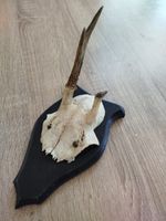 vintage Real  Skull with Horns, white bone, animal skull. Original 1936. 31